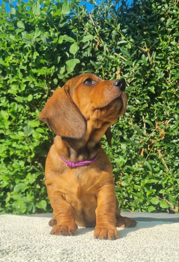 Des Echos Du Haut Des terres - Chiots disponibles - Basset des Alpes